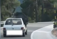 Spain: Driver is recorded with a wild boar on the roof (+ Video)